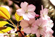 Сакура будет цвести в Японии вплоть до мая. // mountain.ru
