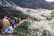 Фестиваль цветов яблони привлекает все больше туристов. // tour2korea.com