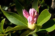Рододендрон (Rhododendron latoucheae) // GettyImages