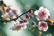 С 31 марта по 15 апреля в Вашингтоне - Фестиваль цветущих вишен. // GettyImages