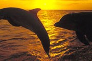  На один день любой может стать дрессировщиком дельфинов. // 3d-screensaver-downloads.com