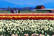 США готовятся к Фестивалю тюльпанов. // gonw.about.com