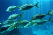 Самый большой аквариум открылся в Португалии. // redhaus.com