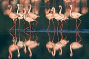 Фламинго на озере в Кении. // GettyImages
