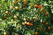Сбор апельсинов - новый вид отдыха на Сицилии. // veriti.ru