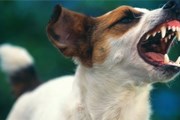 Права собак в Бразилии закреплены законом. // GettyImages