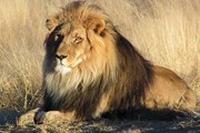 Львов в Индии - все меньше. // wikipedia