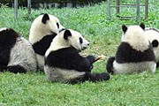 Маленькие панды в заповеднике. // china.cn