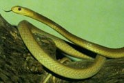 Тайпан - самая опасная в мире змея. // survivaliq.com