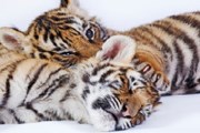 Тигр – один из символов Индии. // GettyImages