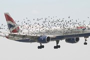 Самолет и стая птиц // Airliners.net
