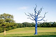 Синее дерево – ориентир для туристов. // Philippa Lawrence