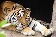 Амурский тигр // animalist.ru