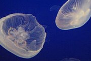 Столкновение с медузой Aurelia может привести к шоку. // wikimedia.org