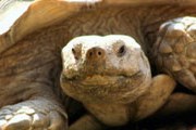 В течение всего лета в уличных вольерах Московского зоопарка можно будет увидеть сухопутных черепах. // ИТАР-ТАСС