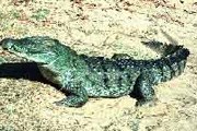 Метровый крокодил совершенно не опасен. // floranimal.ru