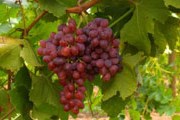 В Италии - ранний урожай винограда. // alibaba.com