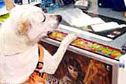 Хозяин натренировал пса продавать орехи. // MIGnews.com