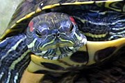 Наблюдение за черепахами – медитативное занятие. // povodok.ru
