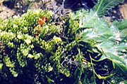 Водоросль-"агрессор" Caulerpa sertularioides. // chekjawa.nus.edu.sg