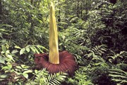 Amorphophallus titanum - гигантский дурнопахнущий цветок. // batbiodiversity.org