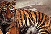Несмотря на усилия властей Индии, популяция тигров сокращается. // zooclub.ru
