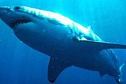 Белая акула – опаснейший хищник // videodive.ru