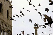 Популяция голубей в Венеции увеличилась на 25% за год. // GettyImages