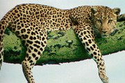 В Армении осталось всего 5-8 особей этого вида. // leopard.know-library.net