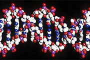 Модель молекулы ДНК // ci.ru
