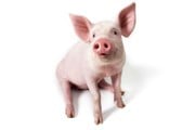 Португалия предлагает изысканные блюда из свинины. // GettyImages