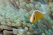Экологи спасают рифы Красного моря. // GettyImages
