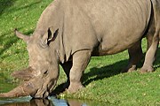 Носорог без рога имеет больше шансов выжить. // zmmu.msu.ru