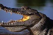 Этот милый крокодильчик живет в Гане. // GettyImages