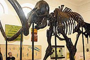 Скелет мамонта, найденный более 100 лет назад. // newizv.ru