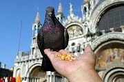 Кормить голубей в Венеции будет нельзя. // farm1.static.flickr.com
