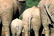 Слонов эксплуатируют для развлечения туристов. // news.extra.by