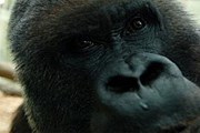 Обитатель «Королевства горилл» // Guardian
