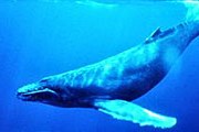 Горбатый кит // wikimedia.org