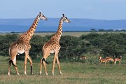 Кения предлагает уникальные возможности для экотуризма. // GettyImages