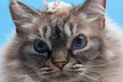 Музей мыши дружит с Музеем котов. // GettyImages