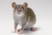 Мыши и крысы стали туристическим брендом некоторых городов. // GettyImages