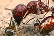 Аргентинские муравьи - теперь не редкость в Голландии. // membrana.ru