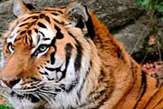 Посмотреть на «последнего» тигра захотят множество туристов. // outdoors.ru