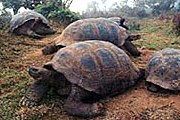 Гигантских черепах теперь выращивают в питомниках. // darwin.museum.ru