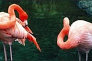 Знаменитые фламинго Рас-аль-Хор // gowealthy.com