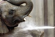 Слоны - самые любимые животные в Лаосе. // GettyImages