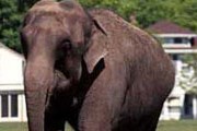 Слоны в Индии – в особом положении. // natureplanet.ru 