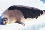 Беломорские тюлени не смогут вывести потомство. // floranimal.ru