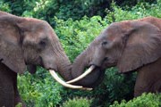 В ЮАР разрешили отстрел слонов. // GettyImages